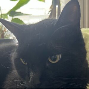 Meet your Posher, LynCat